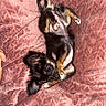 puppy, dog, black_and_tan, small_dog, lying_down, belly_up, playful, cute, floppy_ears, paws, tail, brown_markings, black_fur, pink_blanket, textured_fabric, indoor, pet, animal, human_hand, closeup