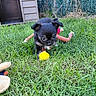 Boo participe au concours pour gagner de l'argent avec cette photo : puppy, dog, black_and_white, grass, outdoor, backyard, yellow_ball, toy, rope_toy, plush_toy, playing, running, sitting, pet, animal, garden, shed, fence, close_up, daylight
