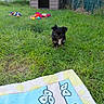 Boo a rejoint le concours — aidez-le/la à gagner de superbes lots ! puppy, dog, black_and_white, grass, backyard, doghouse, pet, animal, outdoor, lawn, blanket, toy, colorful, garden, fence, portrait, standing, walking, cute, playful