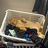 basket, casual, cat, clothing, cozy, cute, domestic_animal, fur, furniture, household, indoor, laundry_basket, orange_cat, pet, relaxing, resting, sleepy, socks, soft, tabby