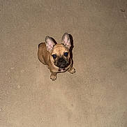 Chloe joined the competition — help win amazing prizes! dog, puppy, french_bulldog, bare_feet, concrete_floor, looking_up, pet, animal, brown_dog, small_dog, indoor, waiting, cute, alert, companion, domestic_animal, floor_texture, canine, standing, human
