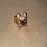 dog, puppy, french_bulldog, bare_feet, concrete_floor, looking_up, pet, animal, brown_dog, small_dog, indoor, waiting, cute, alert, companion, domestic_animal, floor_texture, canine, standing, human
