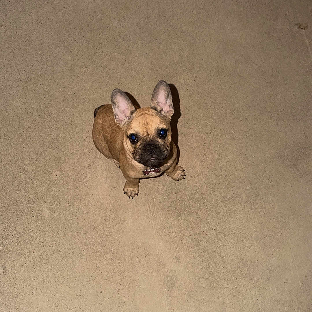 Chloe joined the competition — help win amazing prizes! dog, puppy, french_bulldog, bare_feet, concrete_floor, looking_up, pet, animal, brown_dog, small_dog, indoor, waiting, cute, alert, companion, domestic_animal, floor_texture, canine, standing, human
