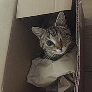 Tabitha joined the competition — help win amazing prizes! american_shorthair, asian, box, cardboard, carnivore, cat, domestic_short_haired_cat, egyptian_mau, european_shorthair, felidae, kitten, packaging_and_labeling, paper, paper_bag, paper_product, small_to_medium_sized_cats, tabby_cat, whiskers