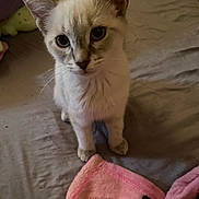 Pepper joined the competition — help win amazing prizes! kitten, cat, indoor, bedspread, blanket, curious, blue_eyes, pet, feline, young_cat, whiskers, ears, paws, closeup, cute, animal, domestic, soft, fur, looking