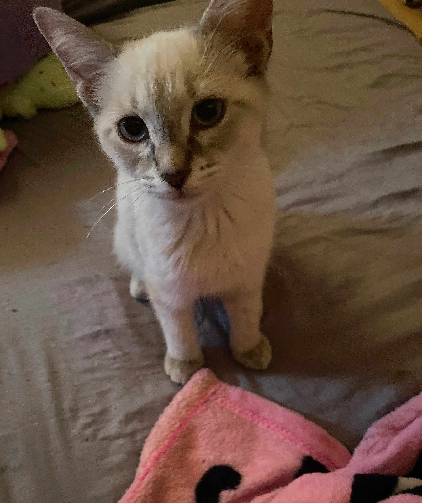 Pepper