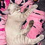 Pepper joined the competition — help win amazing prizes! animal, blanket, cat, comfort, cozy, cute, domestic_cat, feline, fur, indoor, paw, pet, pink, relaxation, resting, sleeping, snuggle, soft, striped, whiskers