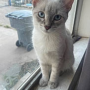Pepper is registered to the contest to win money with this photo: animal, blue_eyes, calm, cat, closeup, curious, domestic, ears, feline, fur, gray_and_white, indoor, looking, pet, quiet, sitting, whiskers, window, windowsill, young_cat