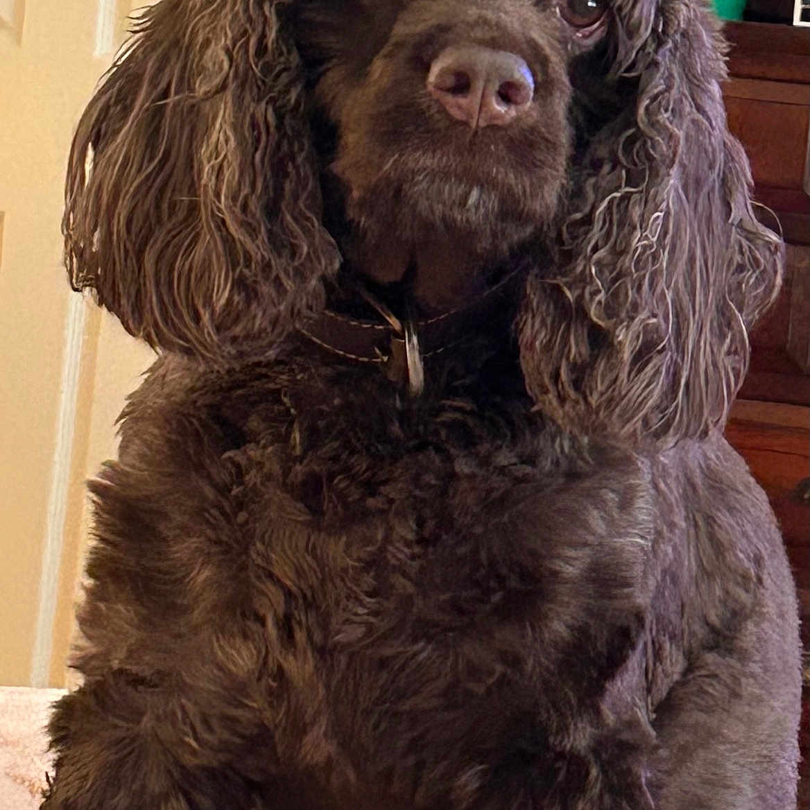 Bailey joined the competition — help win amazing prizes! animal, brown, calm, canine, closeup, companion, curly_fur, cute, dog, domestic, dresser, ears, friendly, fur, furniture, household, indoor, pet, portrait, sitting