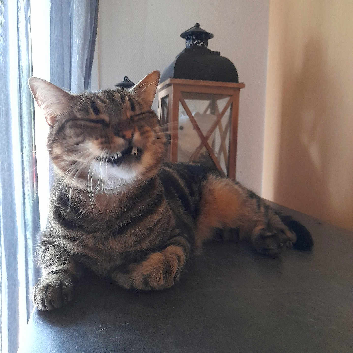 Gustave participe au concours pour gagner de l'argent avec cette photo : animal, architecture, building, cat, face, furniture, head, indoors, interiordesign, lamp, lighting, livingroom, person, pet, photography, plant, portrait, pottedplant, room, table