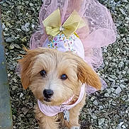 Ginger joined the competition — help win amazing prizes! adorable, animal, bow, collar, costume, cute, dog, fence, fur, gravel, outdoor, pet, pink, playful, puppy, small_dog, tag, tail, tutu, walking