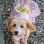 adorable, animal, bow, collar, costume, cute, dog, fence, fur, gravel, outdoor, pet, pink, playful, puppy, small_dog, tag, tail, tutu, walking