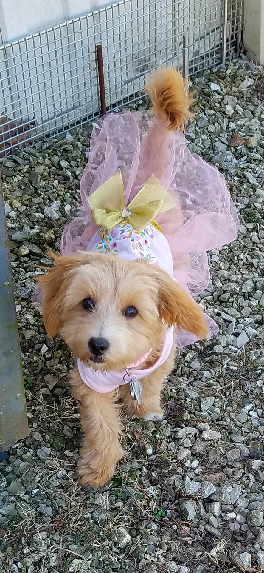 Ginger