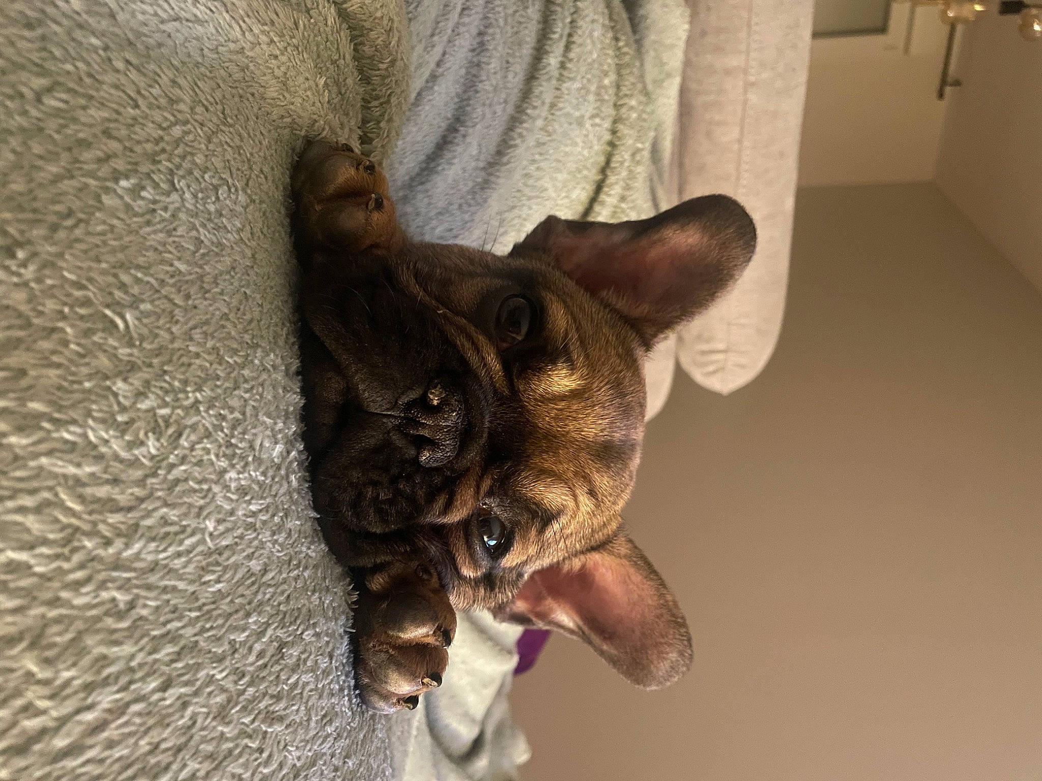 Thaïgo participe au concours pour gagner de l'argent avec cette photo : boston_terrier, canidae, carnivore, claw, companion_dog, dog, dog_breed, ear, fawn, felidae, fur, liver, small_to_medium_sized_cats, snout, sporting_group, tail, toy_dog, whiskers, wood, working_animal