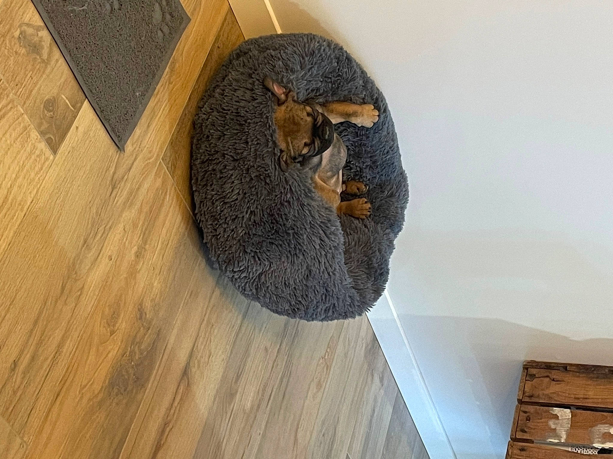 Thaïgo a rejoint le concours — aidez-le/la à gagner de superbes lots ! art, brown, carnivore, cat, cat_supply, ceiling, circle, felidae, flooring, hardwood, laminate_flooring, pattern, plank, plywood, room, varnish, whiskers, wood, wood_flooring, wood_stain