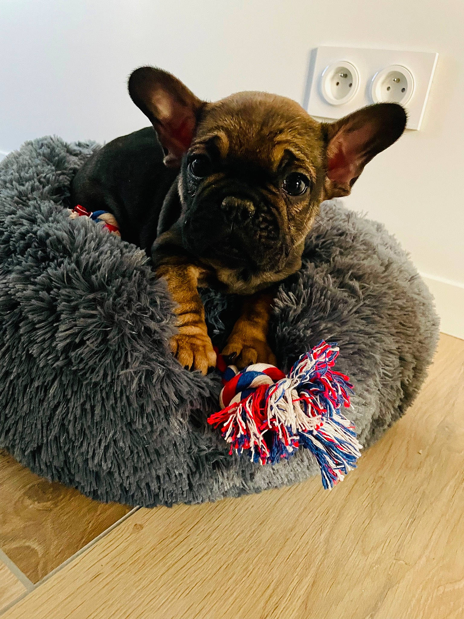 Thaïgo participe au concours pour gagner de l'argent avec cette photo : canidae, carmine, carnivore, comfort, companion_dog, dog, dog_breed, dog_supply, ear, fawn, felidae, french_bulldog, fur, snout, sporting_group, terrestrial_animal, toy_dog, whiskers, wood, working_animal