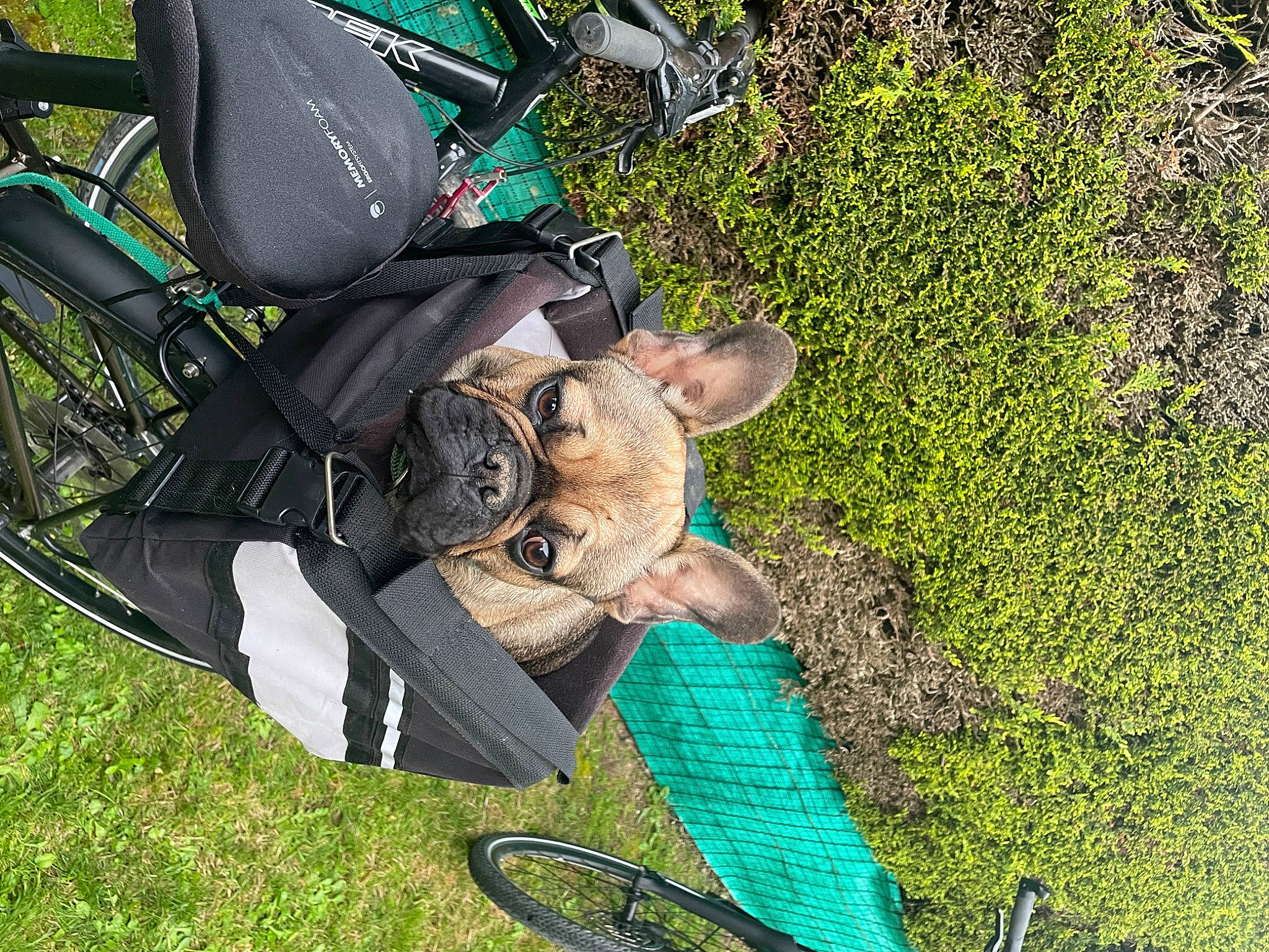 Thaïgo participe au concours pour gagner de l'argent avec cette photo : bicycle, bicycle_accessory, bicycle_frame, bicycle_handlebar, bicycle_part, bicycle_tire, bicycle_wheel, carnivore, cycling, dog, dog_breed, electric_blue, grass, groundcover, lawn, leash, personal_protective_equipment, recreation, sporting_group, vehicle