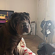 Sir Cosmo is registered to the contest to win money with this photo: blanket, brown_dog, couch, curious, dog, door, folding_chairs, furniture, home, indoor, living_room, pet, quilt, relaxed, remote_control, seated, television, vacuum_box, wood_floor, wrinkled_face