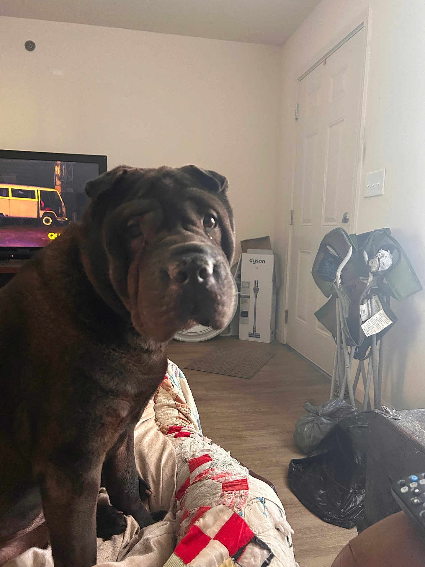 Sir Cosmo is registered to the contest to win money with this photo: blanket, brown_dog, couch, curious, dog, door, folding_chairs, furniture, home, indoor, living_room, pet, quilt, relaxed, remote_control, seated, television, vacuum_box, wood_floor, wrinkled_face