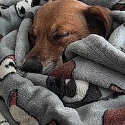 Jackson joined the competition — help win amazing prizes! dog, sleeping, blanket, cozy, brown, fur, snuggled, comfort, resting, indoors, relaxed, cute, pet, animal, soft, warm, closeup, wrapped, peaceful, nap