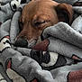 dog, sleeping, blanket, cozy, brown, fur, snuggled, comfort, resting, indoors, relaxed, cute, pet, animal, soft, warm, closeup, wrapped, peaceful, nap