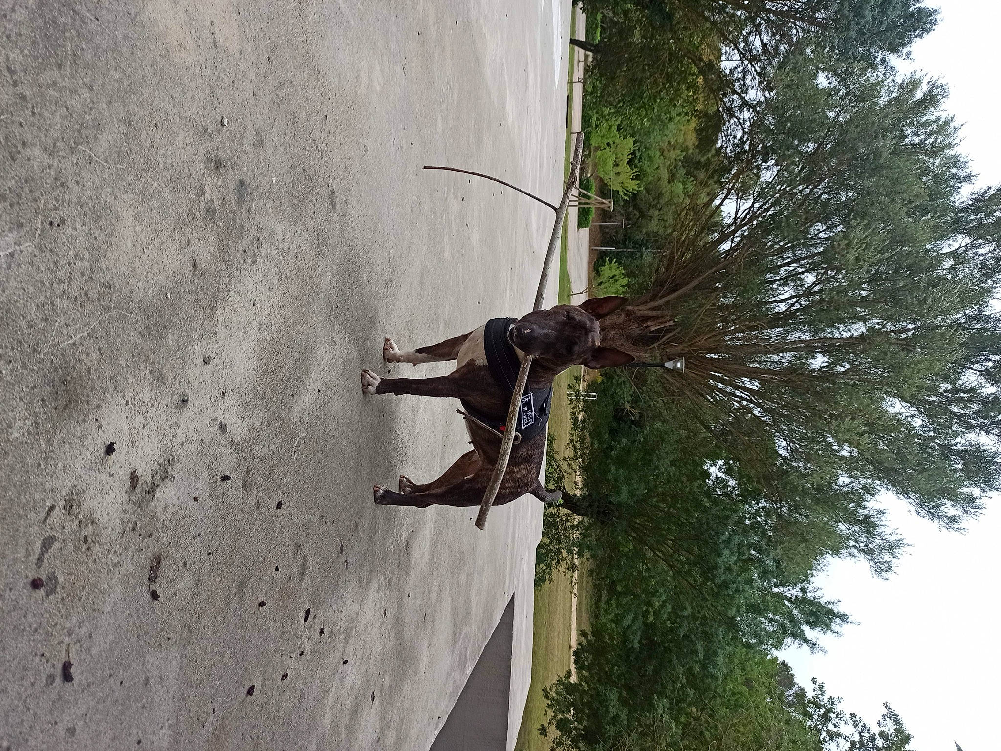 Punky a rejoint le concours — aidez-le/la à gagner de superbes lots ! adventure, branch, dog, dress, fun, landscape, leisure, plant, recreation, shadow, sky, slope, tire, tree, trunk, twig, window, wire, wood, woody_plant