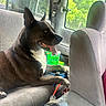 Biggie joined the competition — help win amazing prizes! dog, pet, car_interior, seat, window, sunlight, tongue_out, relaxed, happy, animal, domestic_animal, canine, transportation, vehicle, seatbelt, gray_seat, green_outside, daytime, companion, side_view