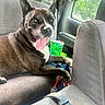 Biggie joined the competition — help win amazing prizes! dog, pet, car_interior, seat, tongue_out, happy, canine, window, sunlight, resting, leash, seatbelt, animal, fur, companion, transportation, road_trip, domestic_animal, vehicle, relaxing