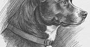 Biggie is registered to the contest to win money with this photo: dog, sketch, drawing, pencil, profile, collar, animal_art, black_and_white, portrait, side_view, artwork, shading, texture, canine, realistic, paper, illustration, pet, head, ears