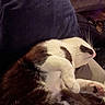 Tux is registered to the contest to win money with this photo: animal, black, cat, closeup, comfort, cozy, cute, feline, fur, home, indoor, nap, paw, pet, relaxed, resting, sleeping, soft, whiskers, white