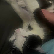 Tux is registered to the contest to win money with this photo: animal, black_and_white, cat, close_up, companion, cozy, cute, domestic_animal, feline, fur, indoor, lying_down, mammal, paw, pet, relaxed, resting, sleepy, soft_texture, whiskers