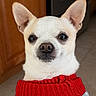 Max is registered to the contest to win money with this photo: animal, appliance, cabinet, calm, chihuahua, cute, dog, ears, face, floor, gray_sweater, indoor, kitchen, knitwear, looking, pet, portrait, red_sweater, small_dog, tile_floor