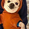 Max is registered to the contest to win money with this photo: animal, canine, casual, closeup, cozy, cute, dog, domestic, friendly, furry, hoodie, indoor, orange_clothing, pet, portrait, relaxed, small_dog, smiling, warm_clothing, white_dog