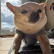 Max is registered to the contest to win money with this photo: animal, chihuahua, closeup, clouds, cozy, cute, daylight, dog, floor, furniture, home, indoor, pet, portrait, relaxed, resting, shirt, sky, sunlight, window