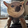 animal, chihuahua, closeup, clouds, cozy, cute, daylight, dog, floor, furniture, home, indoor, pet, portrait, relaxed, resting, shirt, sky, sunlight, window