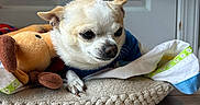 Max joined the competition — help win amazing prizes! animal, blue_clothing, chihuahua, companion, cozy, cushion, cute, dog, door, fur, indoor, pet, plush_toy, relaxed, resting, small_dog, snuggling, tile_floor, toy, white_door