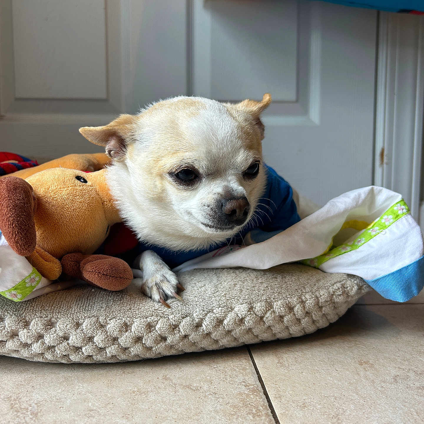 Max joined the competition — help win amazing prizes! animal, blue_clothing, chihuahua, companion, cozy, cushion, cute, dog, door, fur, indoor, pet, plush_toy, relaxed, resting, small_dog, snuggling, tile_floor, toy, white_door
