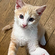 Orange Cream is registered to the contest to win money with this photo: animal, cat, closeup, curious, cute, domestic, ears, floor, fur, indoor, kitten, looking_up, orange, paw, pet, playful, whiskers, white, wooden_floor, young