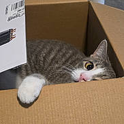 Sassy joined the competition — help win amazing prizes! box, cardboard_box, cat, close_up, corrugated_cardboard, cozy, curious, ear, feline, indoor, paw, pet, pink_nose, playful, portrait, tabby_cat, timestamp, whiskers, white_paw, wide_eye