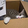 box, cardboard_box, cat, close_up, corrugated_cardboard, cozy, curious, ear, feline, indoor, paw, pet, pink_nose, playful, portrait, tabby_cat, timestamp, whiskers, white_paw, wide_eye