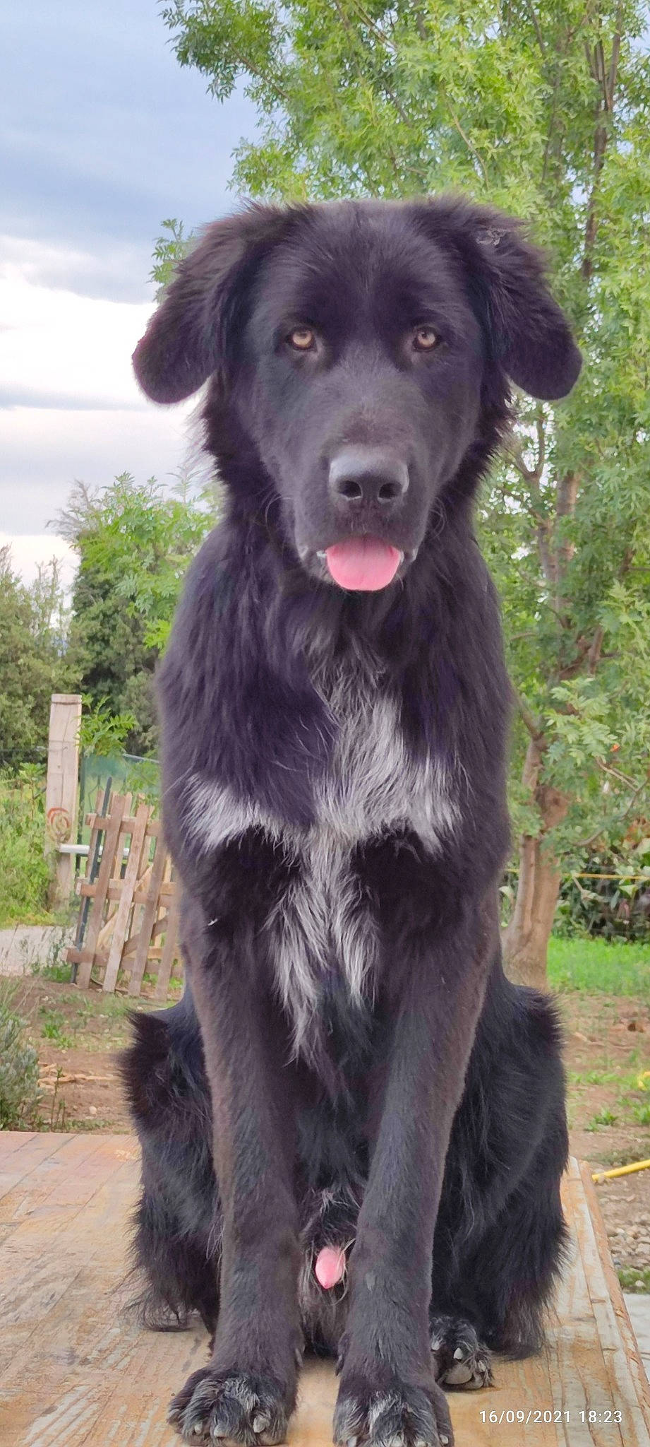 Sam participe au concours pour gagner de l'argent avec cette photo : borador, canidae, carnivore, cloud, companion_dog, dog, dog_breed, fur, grass, hunting_dog, plant, sky, sporting_group, terrestrial_animal, tree, water, working_animal, working_dog