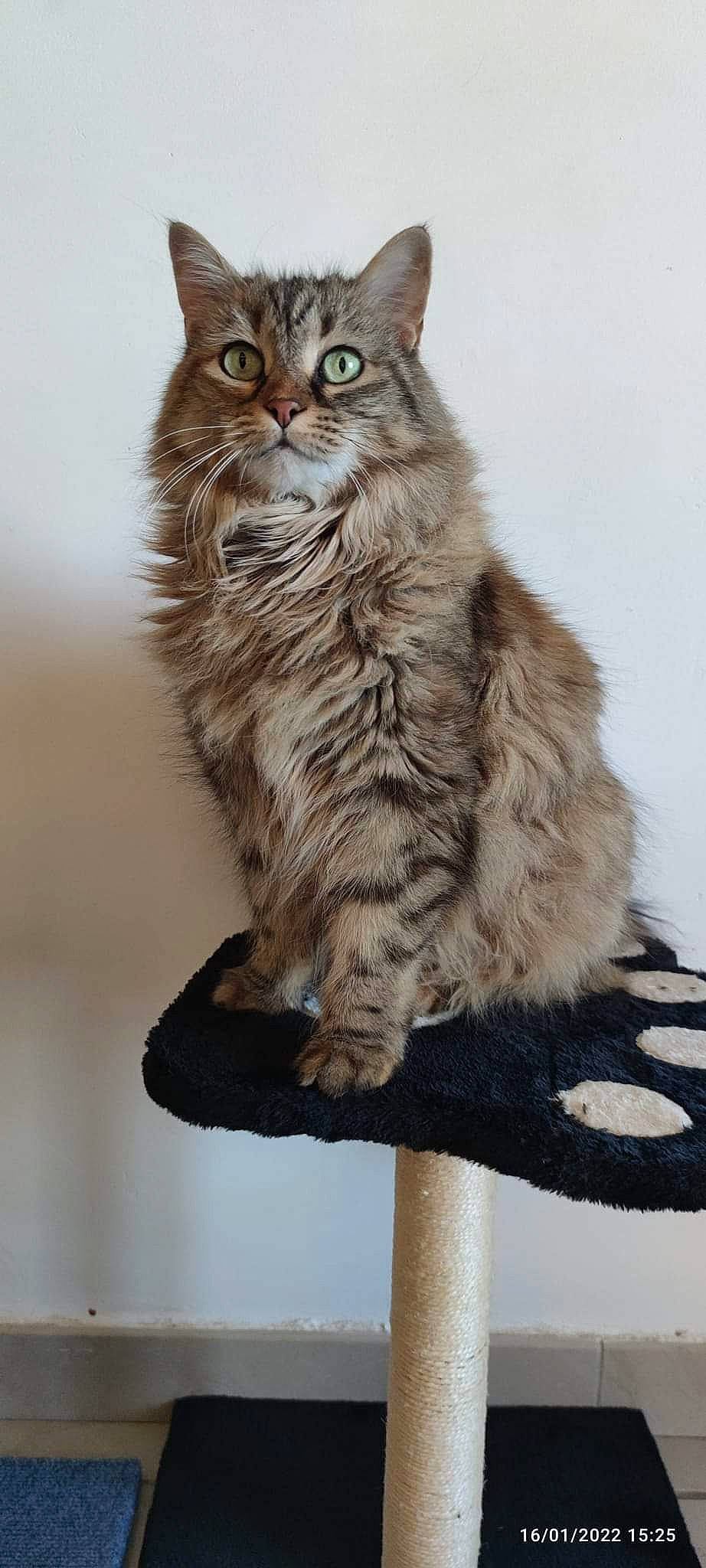 Crapule participe au concours pour gagner de l'argent avec cette photo : balance, british_longhair, carnivore, cat, domestic_short_haired_cat, felidae, fur, maine_coon, paw, small_to_medium_sized_cats, tail, terrestrial_animal, whiskers, window