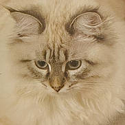 Rosa participe au concours pour gagner de l'argent avec cette photo : animal, blue_eyes, cat, close_up, cream_colored, cute, domestic_cat, ears, feline, fluffy, fur_texture, indoor, looking_down, mammal, paws, pet, portrait, relaxed, soft_fur, whiskers