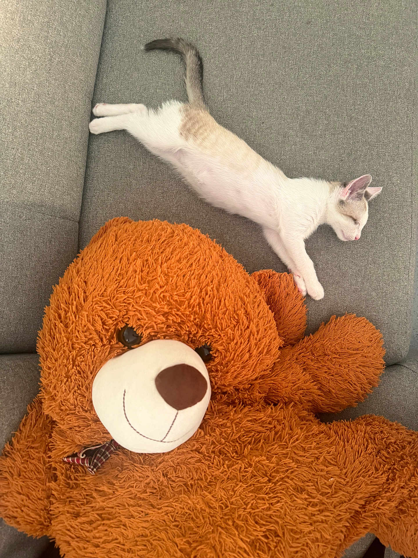Snow a rejoint le concours — aidez-le/la à gagner de superbes lots ! cat, sleeping, teddy_bear, plush_toy, couch, grey, furniture, pet, indoor, relaxing, cozy, fur, cute, animal, resting, soft, toy, home, comfortable, nap