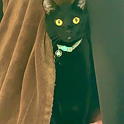 Pantera is registered to the contest to win money with this photo: cat, black_cat, pet, animal, feline, yellow_eyes, collar, tag, peeking, curtain, indoors, portrait, close_up, dark_fur, whiskers, ears, alert, cute, home, fabric