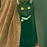 cat, black_cat, pet, animal, feline, yellow_eyes, collar, tag, peeking, curtain, indoors, portrait, close_up, dark_fur, whiskers, ears, alert, cute, home, fabric