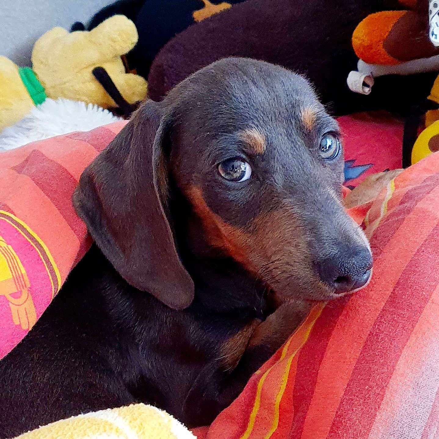 Volvic participe au concours pour gagner de l'argent avec cette photo : animal, beagle, bed, blanket, canine, couch, cushion, dog, furniture, homedecor, hound, indoors, labradorretriever, person, pet, puppy, sleeping, snout, towel, toy