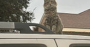 Chocolate is registered to the contest to win money with this photo: cat, tabby_cat, vehicle, car_roof, outdoor, tree, sky, house, roof, window, animal, pet, feline, fluffy, sitting, gray_sky, daytime, domestic_cat, nature, suburban
