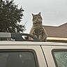 cat, tabby_cat, vehicle, car_roof, outdoor, tree, sky, house, roof, window, animal, pet, feline, fluffy, sitting, gray_sky, daytime, domestic_cat, nature, suburban