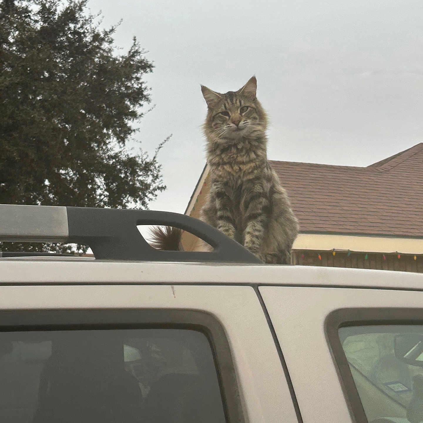 Chocolate is registered to the contest to win money with this photo: cat, tabby_cat, vehicle, car_roof, outdoor, tree, sky, house, roof, window, animal, pet, feline, fluffy, sitting, gray_sky, daytime, domestic_cat, nature, suburban